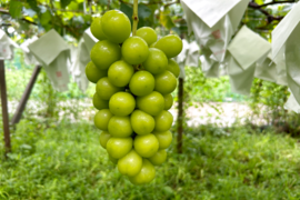 【2025年度予約販売】高糖度！山梨県産シャインマスカット2kg（3～5房）