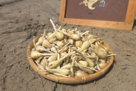 静岡県産　生らっきょう　1㎏
