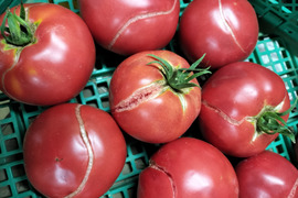 手作りケチャップ作ってみませんか?訳あり完熟トマトを冷凍!トマト4ｋｇ　パチャママ農園