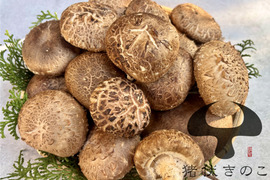 【自然栽培】約900g 原木栽培 生しいたけ 原木しいたけ