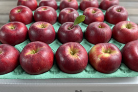 葉とらず　紅玉　約9.5kg【2025年産】