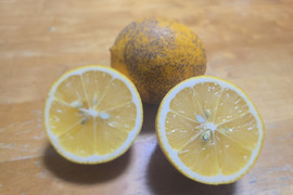 箱込約1㌔マイヤーレモン家庭用　５ヵ月以上無消毒