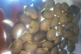 ムクナ豆　肥料農薬不使用、自然栽培