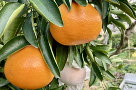 「せとか」ご家庭用　M~2Lサイズ大小混合　2kg（箱込み）