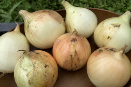 【農薬・化学肥料不使用】MOA自然農法で育った玉ねぎ 2kg
