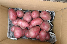 新ジャガ　レッドムーン　2kg