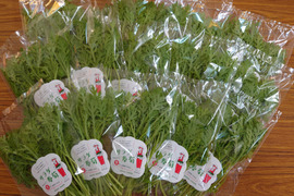 【★生で食べるサラダ春菊！！★】数量が多いセットをご用意しました。サラダ春菊（40ｇ×15袋）さっと洗ってそのまま使える！