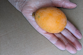 枇杷 　普通Lサイズ～大玉３Ｌサイズ（大きさ不揃い）　約６００g（箱込み）