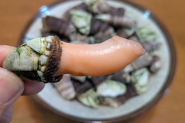 【採れたて直送】山陰産「カメノテ」生　1kg　※汁物やおつまみに最適！