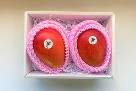 【冬ギフト】北海道真冬のマンゴー「十勝マンゴー」4Lサイズ2玉セット（箱入れ）