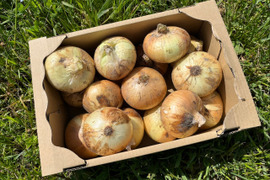 玉ねぎ　1箱8キロ