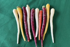 ’'ノウフク’’  食卓を彩る！カラフル人参(訳あり）　1kg　
東京エコ100認証取得