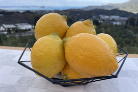 爽やかな酸味と香り！レモン「リスボン」たっぷり使える５キロ