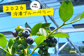 超大粒！農薬不使用！2026そのまま冷凍ブルーベリー(700g)