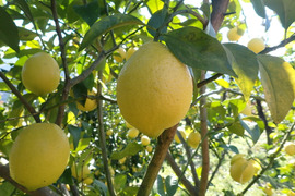 もぎたて レモン 約1.5㎏