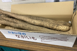 長野県中川村産 長芋（贈答用5kg）