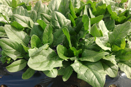 《ふわふわ柔らか食感！》ほうれん草『スパイダーデューク』（250g×4袋）