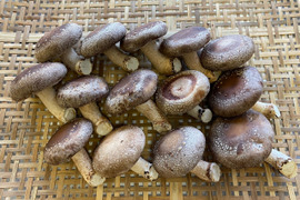 【特大】菌床生しいたけ（５００g）