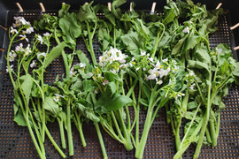 ✨農家の贅沢「菜花仕立ての大根花」約1kg｜ほろ苦やわらか春野菜（農薬・化成肥料不使用）✨