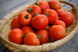 〈旨味と酸味がギュッと濃縮〉エロうまトマト1.5kg