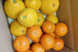 季節の柑橘【食べ比べ】2kg（箱込）