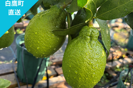【山形県白鷹町産】キリっとスッキリ！グリーンレモン　璃の香  1kg