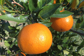 果汁たっぷり奄美産タンカン（ご家庭用・5kg）