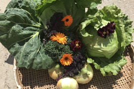 春の野菜セット　新タマネギ３キロ・春キャベツ・レタス・カリーノケールプラス何かプレゼント🎁