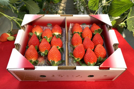 2025年度初物いちご！㉓真心農園　べにたま【葵】化粧箱２パック入り　ご贈答でも好まれます！