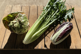 農薬・化学肥料不使用！彩り豊かなチコリー３種、5個入セット！