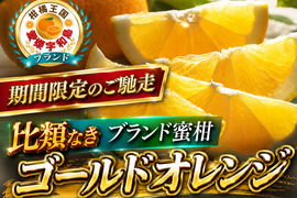 🍊期間限定の裏メニュー柑橘🍊柑橘類好きなら一度は食べて頂きたい『ゴールドオレンジ』傾斜35度の崖上で収穫される希少な宇和島ブランド☆お得な大容量約3kg【6月上旬予約】【父の日ギフト】