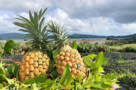 栽培期間中農薬・化学有機肥料不使用 屋我地島の完熟スナックパイン(2玉)(1玉500g〜900g) パインアップル