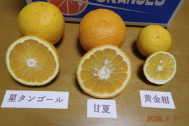 初夏の味覚３種「食べ比べ」甘夏・黄金柑・星タンゴール　　　約5.0㎏