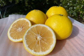 『早期予約価格』　初夏の香り　ニューサマーオレンジ（日向夏）　2.5kg　４月中旬頃～