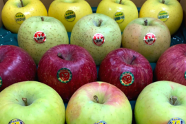 【今！旬！】りんご詰め合わせ　ご家庭用5kg(14~20玉) りんごの名産地青森広船より