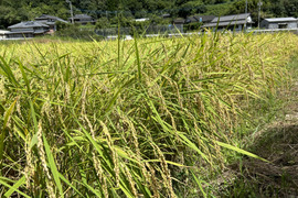 新米令和8年産　早場米で甘くてもちもち！九州天草方原産清流米(コシヒカリ5キロ)