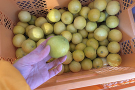 2kg【お買得】香りが良いタヒチライム★防腐剤・ワックス不使用、農薬節減★無選別お徳用