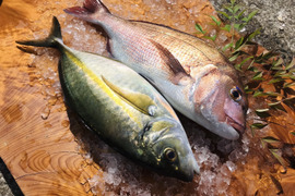 【TBSひるおび!で紹介!】長崎県産養殖戸石ゆうこう真鯛、養殖戸石ゆうこうシマアジセット　鱗と内臓処理済み。熨斗付き可。
