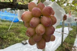 訳あり)着色不足でも高糖度☆クイーンルージュ約4kg(7〜10房)☆長野県限定品種