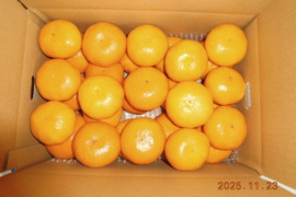 🍊伊豆産　今が旬！とろける甘さ　早生温州みかん 　　　　　　風袋込み約5.0kg