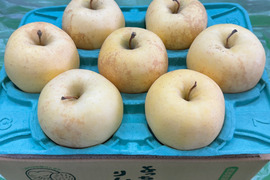 「有袋!金星!! 」家庭用約2.7Kg青森県産 数量限定　金星　きんせい　りんご