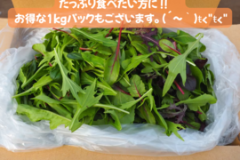 【大容量】プロ用ベビーリーフ 【1kg】