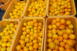 有田みかん【由良ゆらら】5kg（箱込）