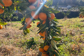 和歌山県限定！きゅうき2.7㎏（25個〜30個）