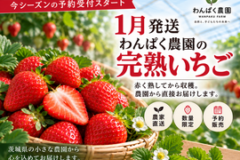 【1月発送・予約販売】たっぷり‼️わんぱく農園の完熟いちご