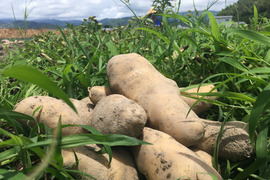 【栽培期間中農薬不使用】煮崩れしない！南国高知のメークイン（3kg）食べてみいや！