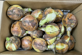 ストックにおすすめ！たっぷり玉ねぎ 4.5kg　パチャママ農園