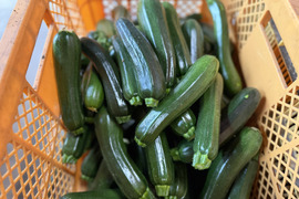 群馬県東吾妻町産【訳あり】ズッキーニ　8kg