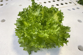 【農薬化学肥料不使用】ダイくんちの野菜！パリパリ食感！ラリック　1箱8袋（1袋70～90ｇ程度）