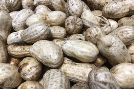 生落花生おおまさり1kg